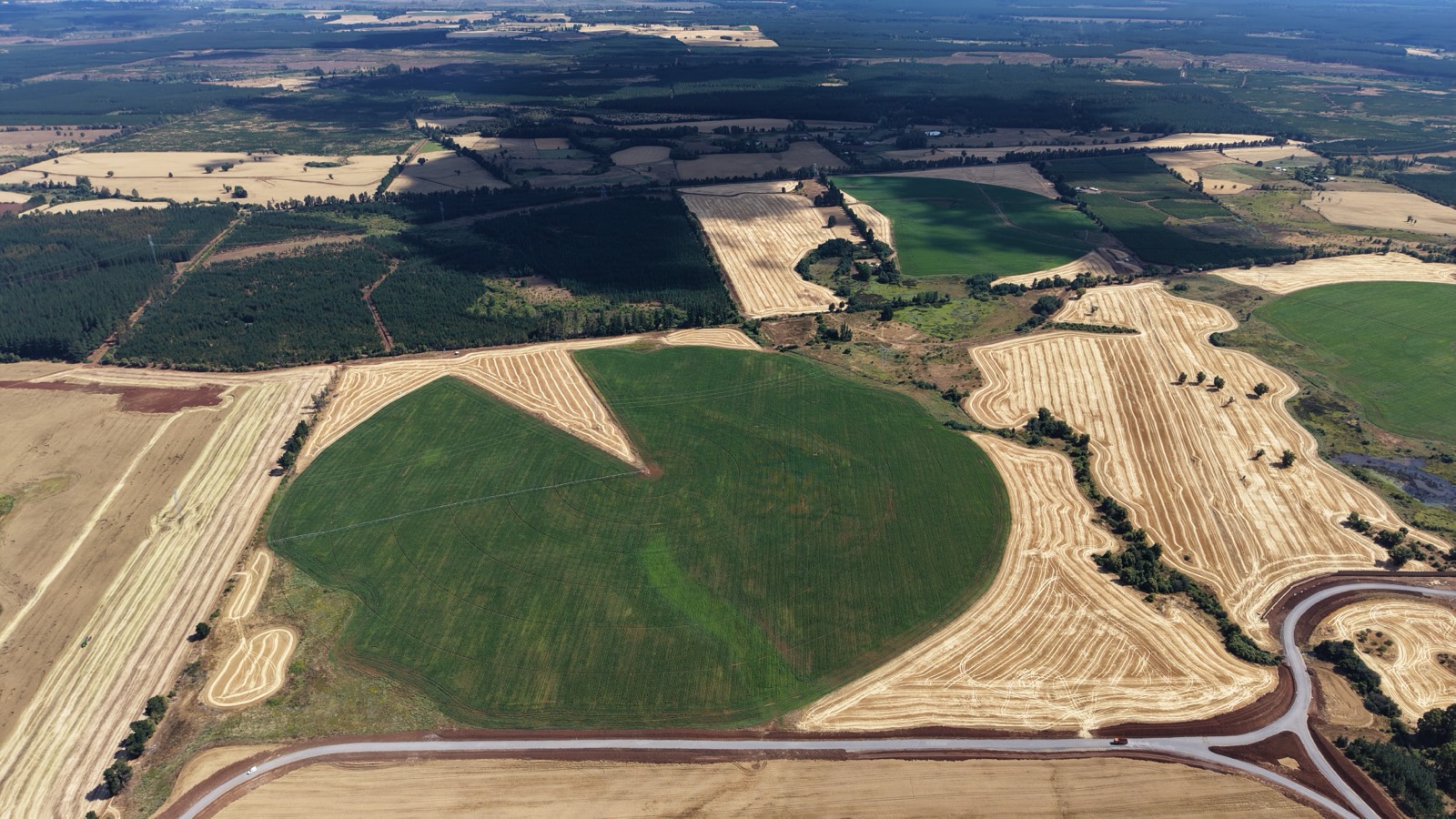 Campo agrícola 126,09 ha en Pemuco, con riego por pivote